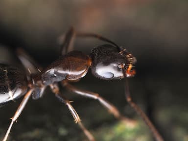 Camponotus caryae photo 14