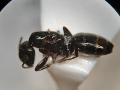 Camponotus caryae photo 15