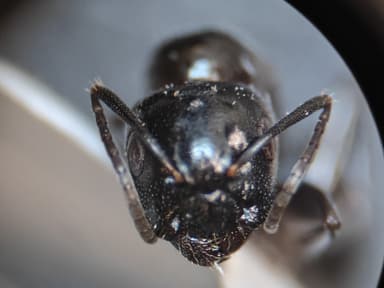 Camponotus caryae photo 16