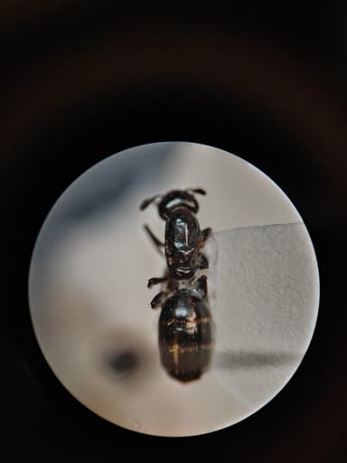Camponotus caryae photo 17