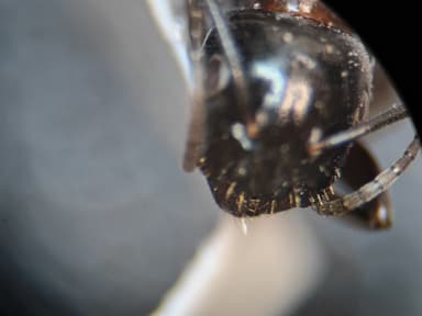Camponotus caryae photo 19