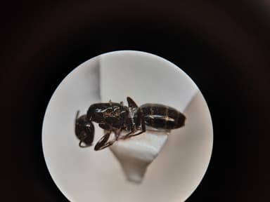 Camponotus caryae photo 20