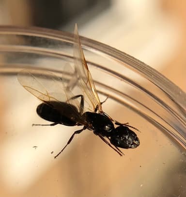 Camponotus caryae — queen photo 21