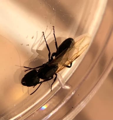 Camponotus caryae — queen photo 22