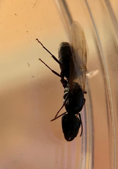 Camponotus caryae — queen photo 23
