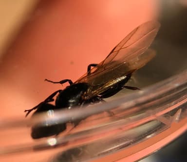Camponotus caryae — queen photo 24