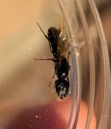 Camponotus caryae — queen photo 25