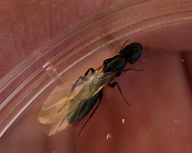 Camponotus caryae — queen photo 26