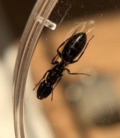 Camponotus caryae — queen photo 27