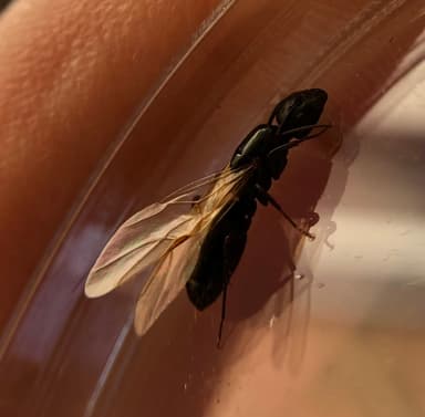 Camponotus caryae — queen photo 28