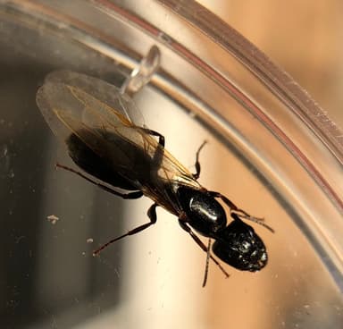 Camponotus caryae — queen photo 29