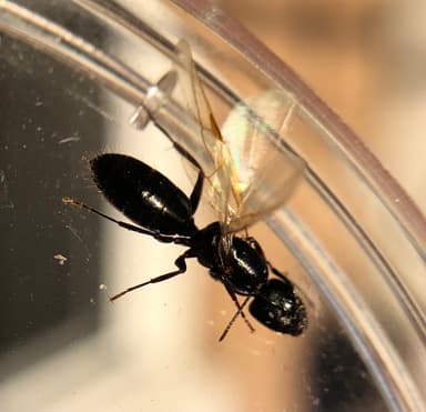 Camponotus caryae — queen photo 30