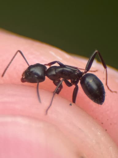 Camponotus caryae photo 33