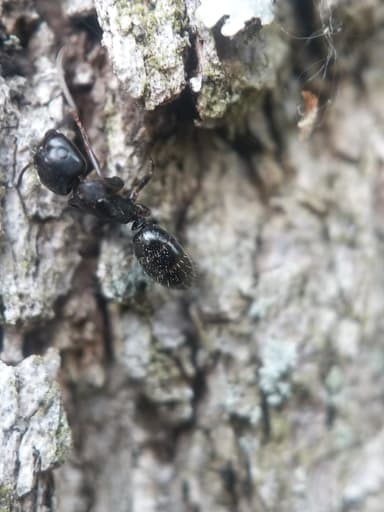 Camponotus caryae photo 34