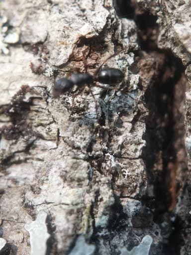 Camponotus caryae photo 35