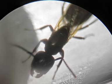 Camponotus caryae photo 36