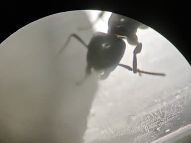 Camponotus caryae photo 37