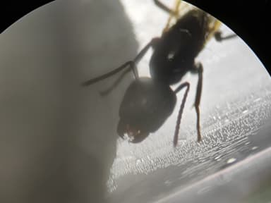 Camponotus caryae photo 38