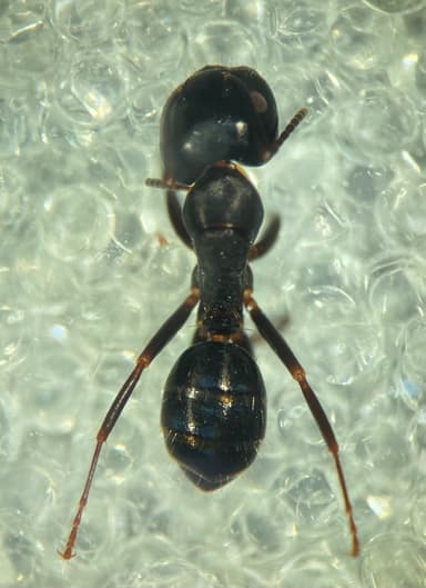 Camponotus caryae — queen photo 40