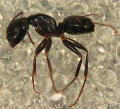 Camponotus caryae — queen photo 41