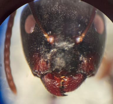 Camponotus caryae — queen photo 42