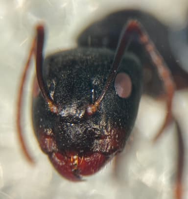 Camponotus caryae — queen photo 43