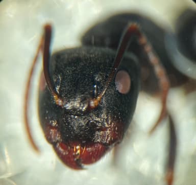 Camponotus caryae — queen photo 45
