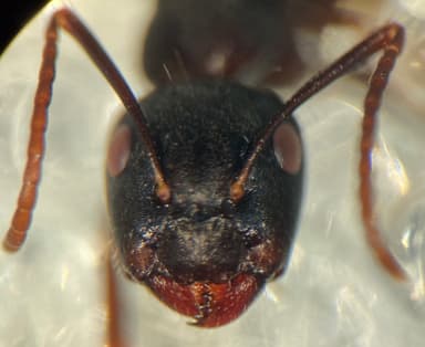 Camponotus caryae — queen photo 46