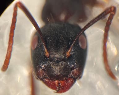Camponotus caryae — queen photo 47