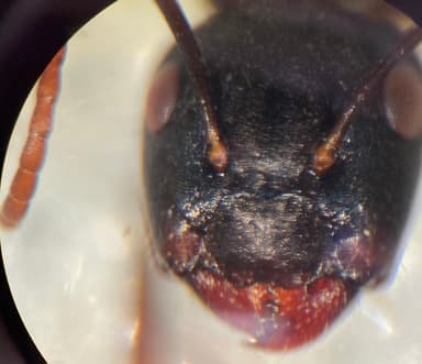 Camponotus caryae — queen photo 48