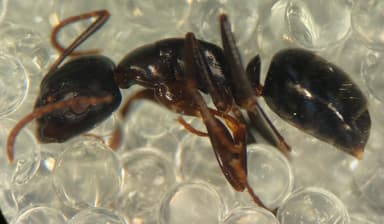 Camponotus caryae — queen photo 49