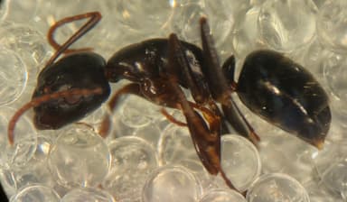 Camponotus caryae — queen photo 50