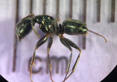 Camponotus caryae — queen photo 51