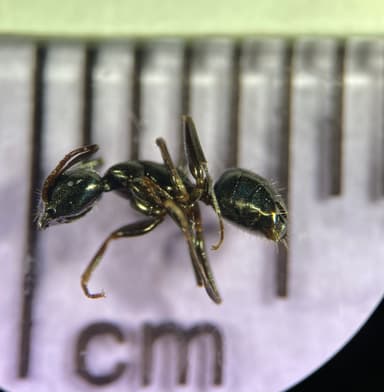 Camponotus caryae — queen photo 52