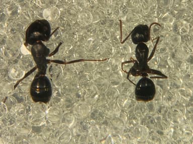 Camponotus caryae — queen photo 53