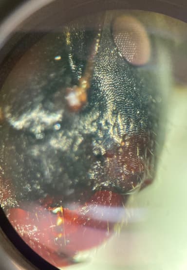Camponotus caryae — queen photo 55