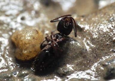 Camponotus caryae photo 56