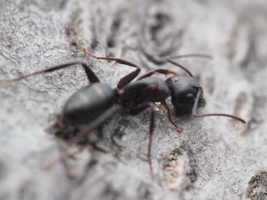 Camponotus caryae photo 57
