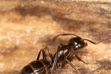 Camponotus caryae photo 59