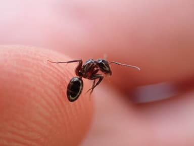 Camponotus caryae photo 62