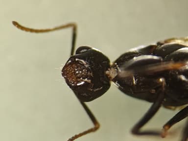 Camponotus caryae photo 63