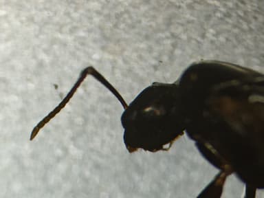 Camponotus caryae photo 64