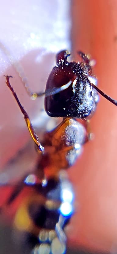 Camponotus caryae — worker photo 65