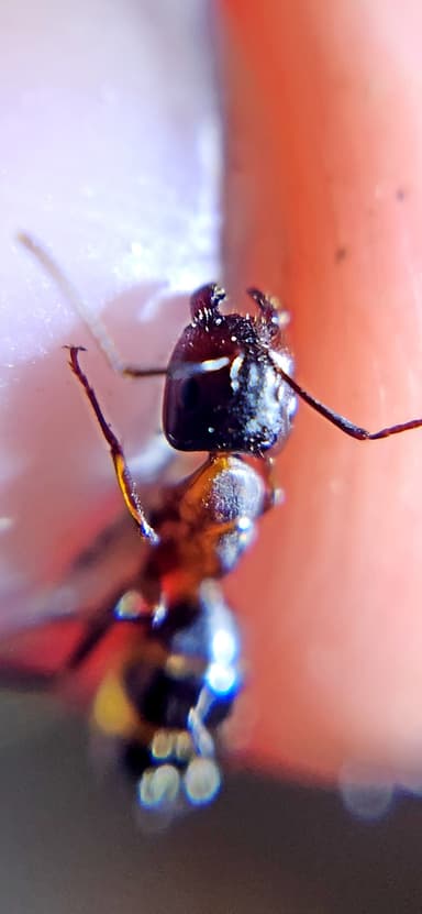 Camponotus caryae — worker photo 66