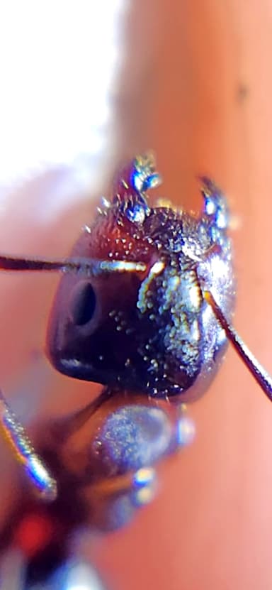 Camponotus caryae — worker photo 67