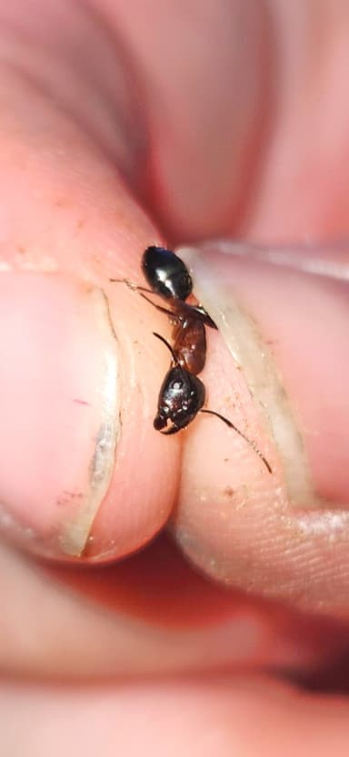 Camponotus caryae — worker photo 68