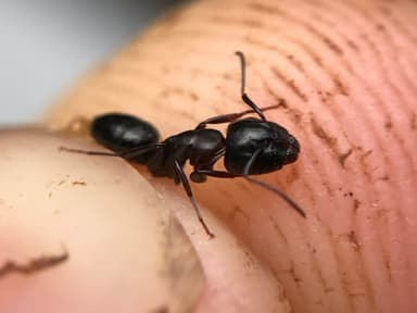 Camponotus caryae photo 69