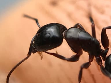 Camponotus caryae photo 72