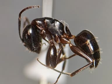 Camponotus caryae — worker photo 73