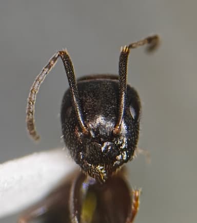 Camponotus caryae — worker photo 74